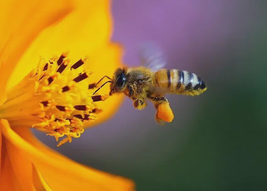 全球九大蜂种之东方蜜蜂中华蜜蜂保定市蜜蜂博物馆