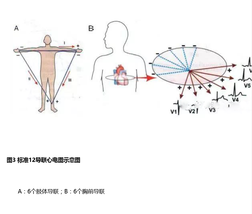 生理25 导且联之——现代心电图学的建立