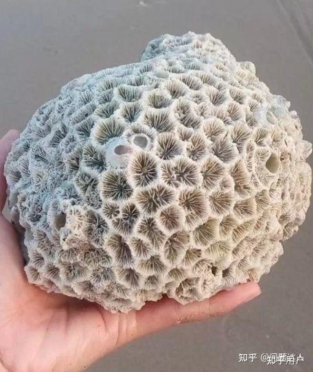请教一下这是珊瑚化石吗