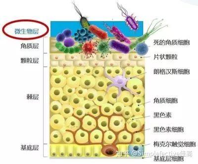 佳简皮肤屏障健康竟然需要靠细菌维持