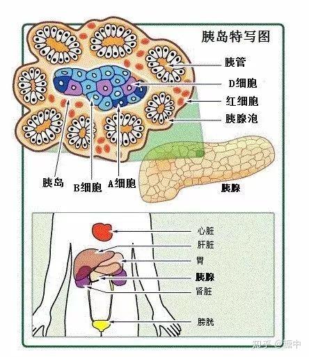 胰腺内分泌腺指的是胰岛,需要注意的是胰腺是器官,但胰岛不是器官,是