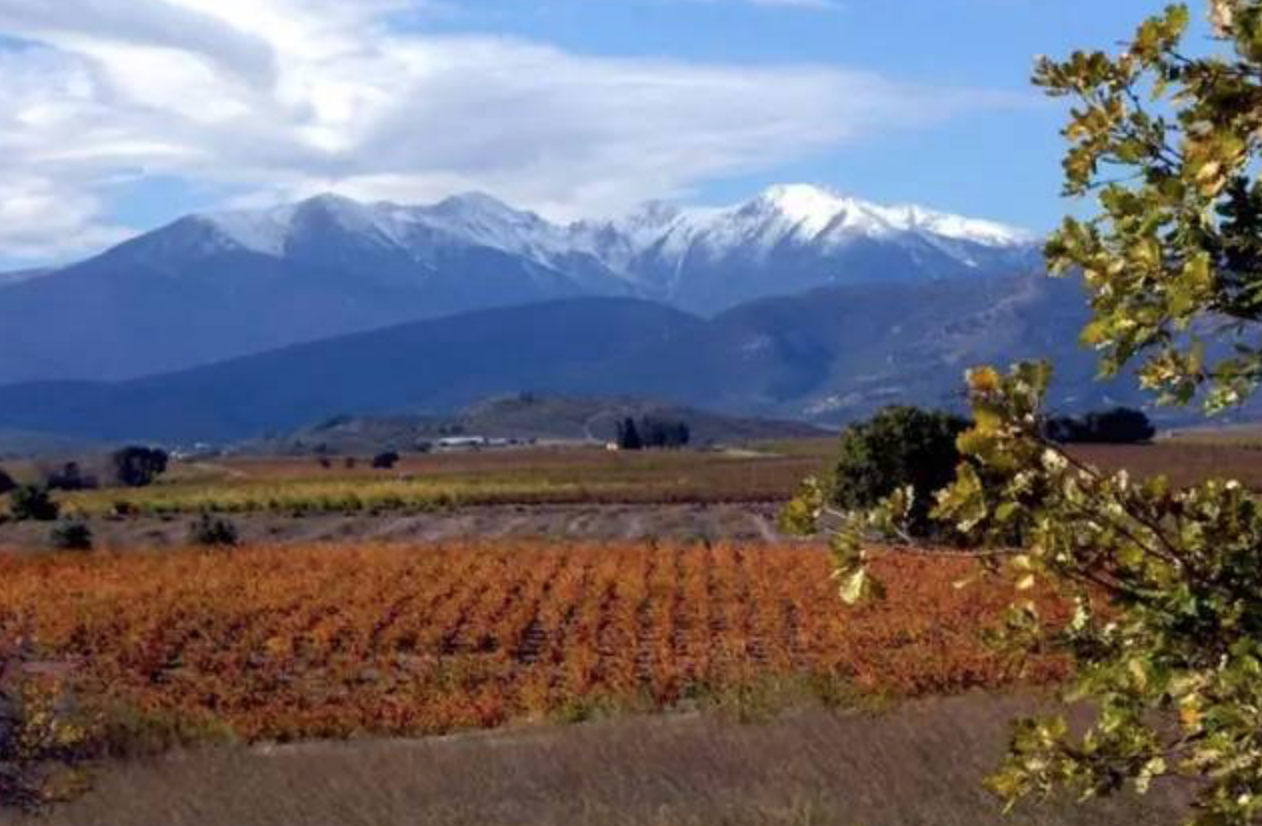 通常来讲,这里的葡萄酒比同在南部的科比埃产区(corbieres)更加柔顺.