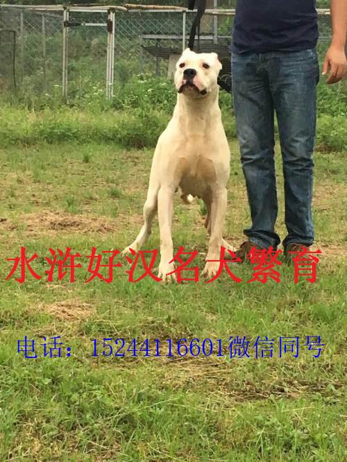 纯种杜高犬出售价格