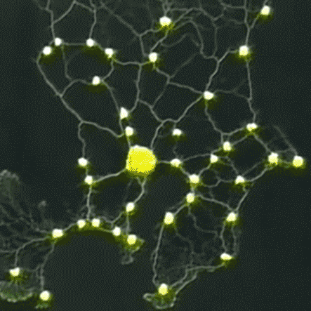 bacterium[bk'trm]n.细菌  pl. bacteria