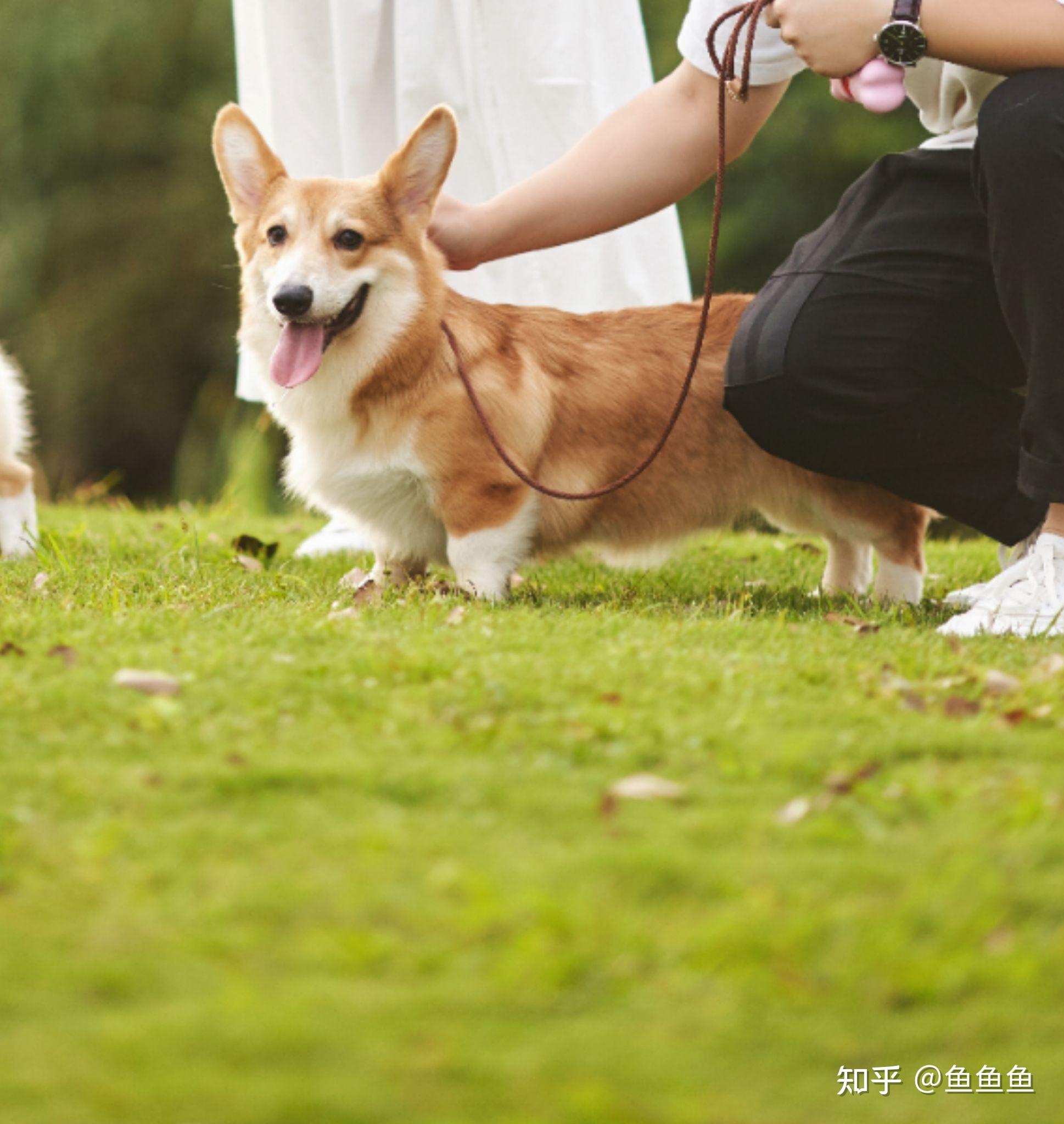 我家这个柯基是不是腿太长了