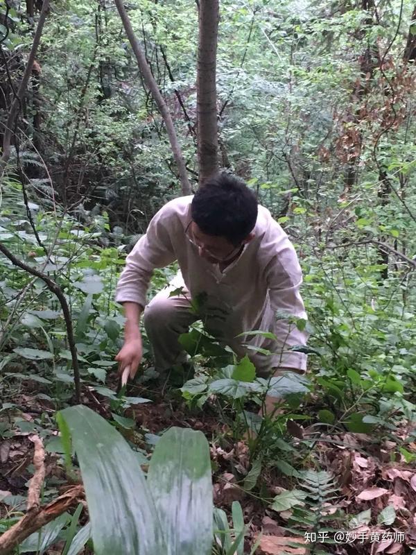 上山采药,为你养老 | 黄药师做好中医的最终目的