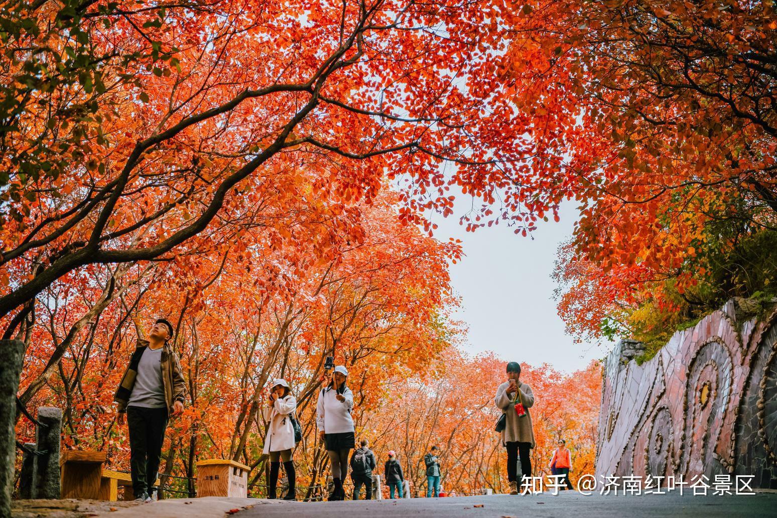 壁纸 枫叶 红枫 树 1548_1032