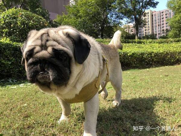 巴哥犬与沙皮狗的区别有哪些看过你就懂