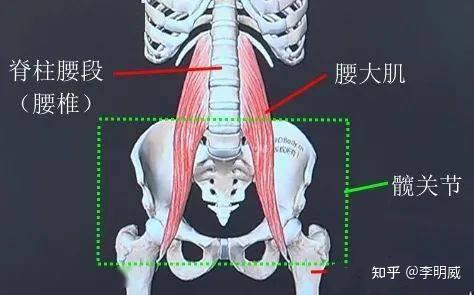 腰椎重要的守护神,腰大肌