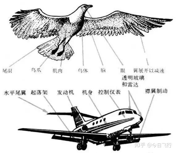 飞行器中的仿生学你了解吗