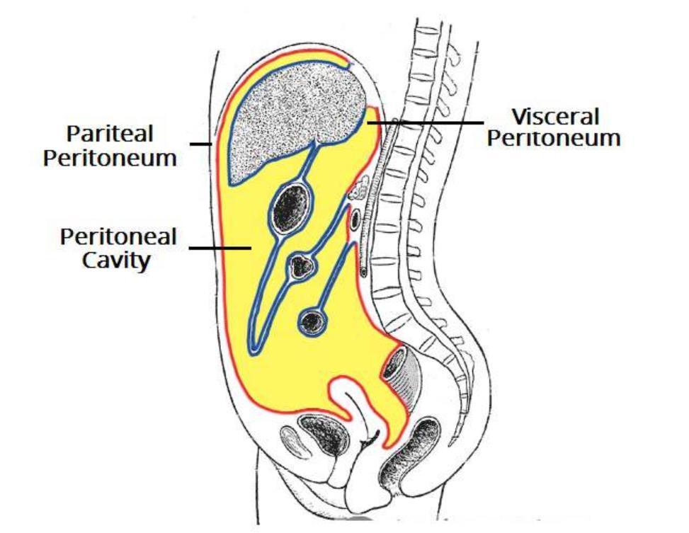腹膜内位器官腹膜外位器官腹膜间位器官有什么汇总对比