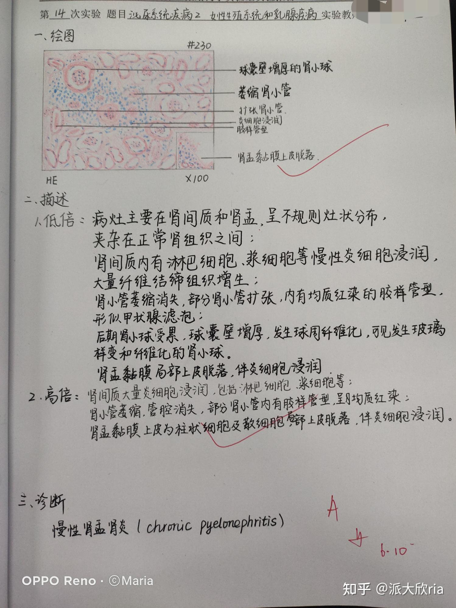 病理学实验报告红蓝铅笔手绘图有老师批改