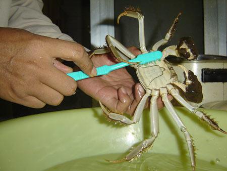 4,然后清洗螃蟹的两侧及脚和钳的根部.