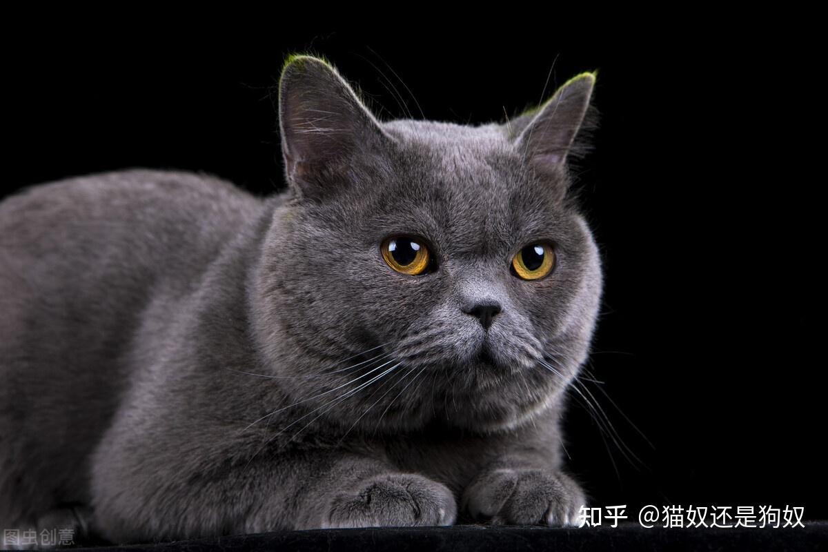 英短猫便便带血丝是怎么回事