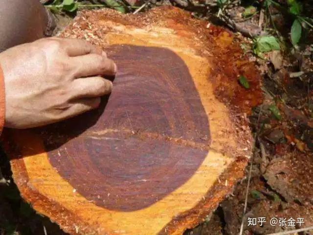 2-1.5万元/吨囊状紫檀纹理香枝木类降香黄檀dalbergia odorifera t.