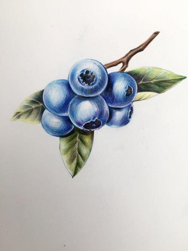 绘画教程 | 蓝莓,分步教程(含视频),练习彩铅的明暗调子