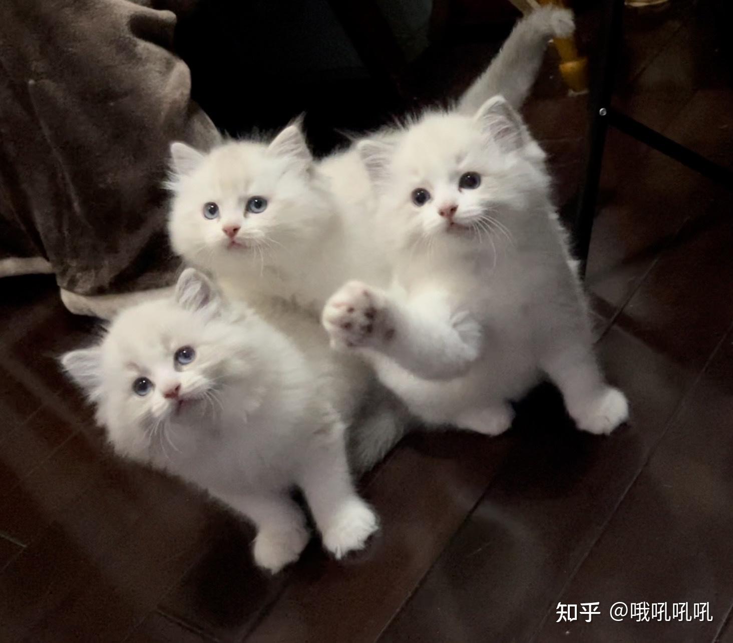 在哪能买到特别好看的布偶猫?
