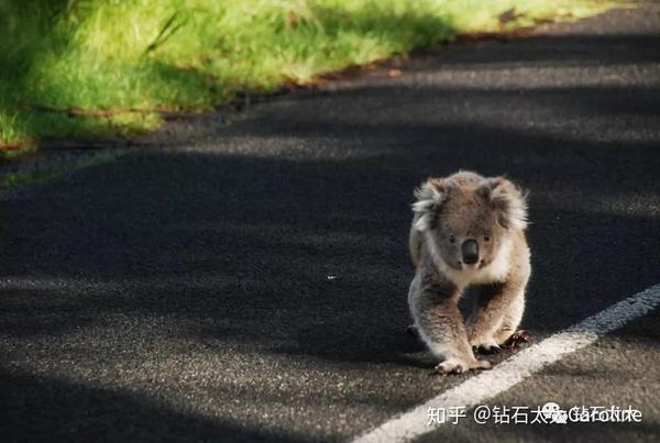 过马路的考拉.