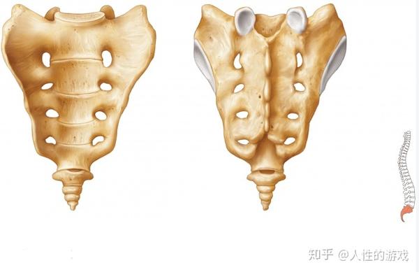 盆面和背侧面,呈倒三角形,构成盆腔的后上壁,其下端为骶骨尖,与尾骨