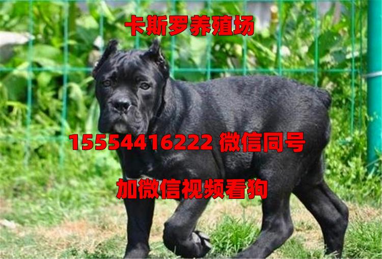 卡斯罗犬价格单价是多少钱