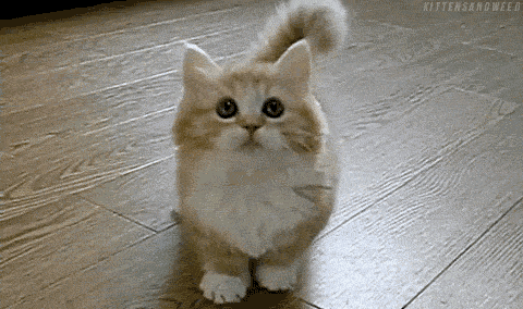 猫咪有这些小异常,可能是癌症前兆