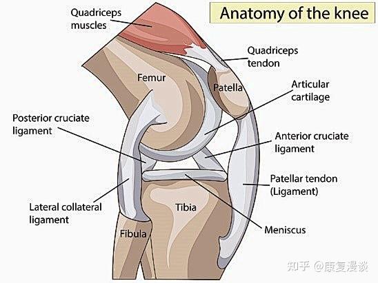 膝关节外侧副韧带及后外侧结构的解剖结构和功能特点