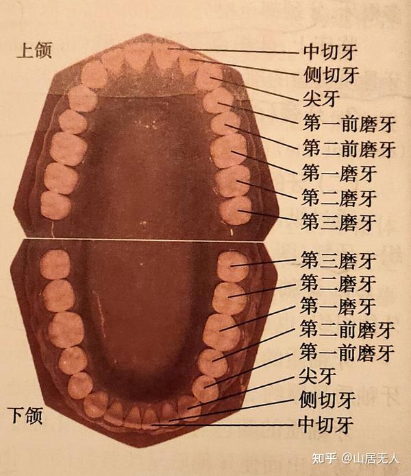 牙的乳恒牙交替