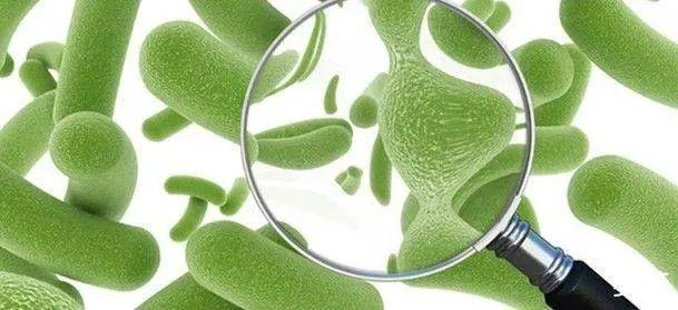 灭活型纳米分散化处理技术植物乳杆菌应用在固饮产品