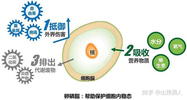 卵磷脂的生理作用