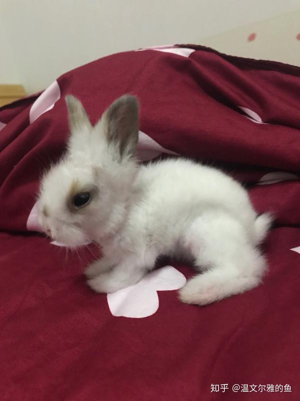 宿舍里的兔子刚生了小兔子,该怎么办,怎么知道兔妈妈有没有奶?