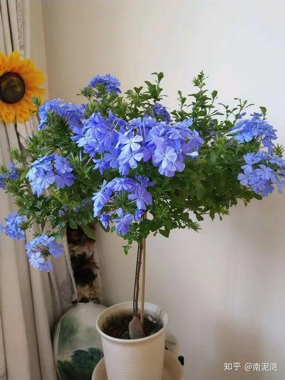 一棵就可以将阳台变成蓝紫色的花海超好养的蓝雪花你一定要知道