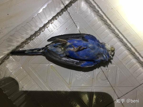 虎皮鹦鹉突然死在草窝里面了