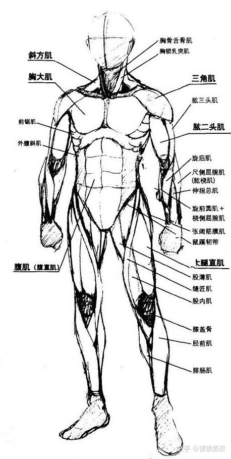 插画中人体的画法——人体草图篇(二)