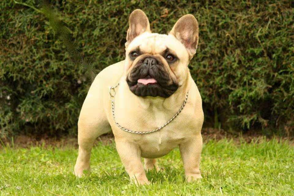 法国斗牛犬french bulldog