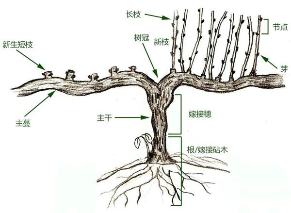 一棵葡萄树是如何构成的wset高级课堂1