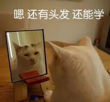 有没有那种可爱的动物表情包