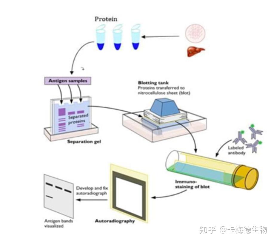 Western Blot