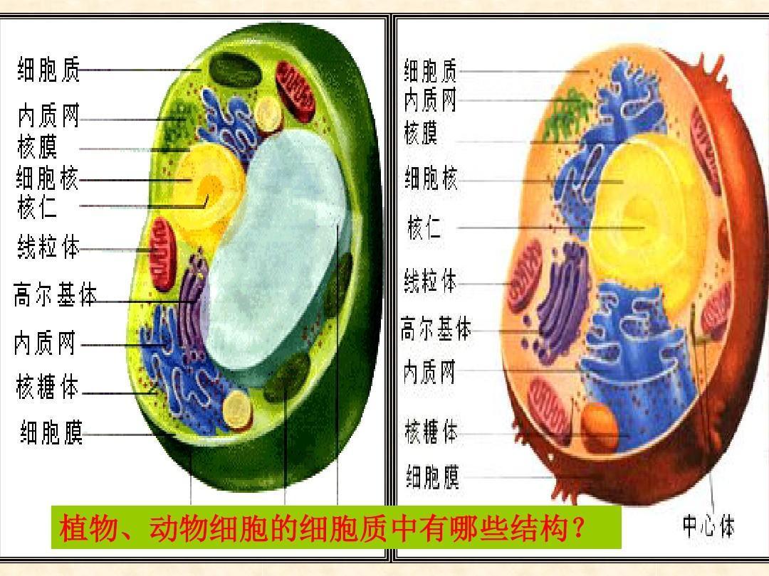 思鸿教育教师资格面试初中生物观察动物细胞