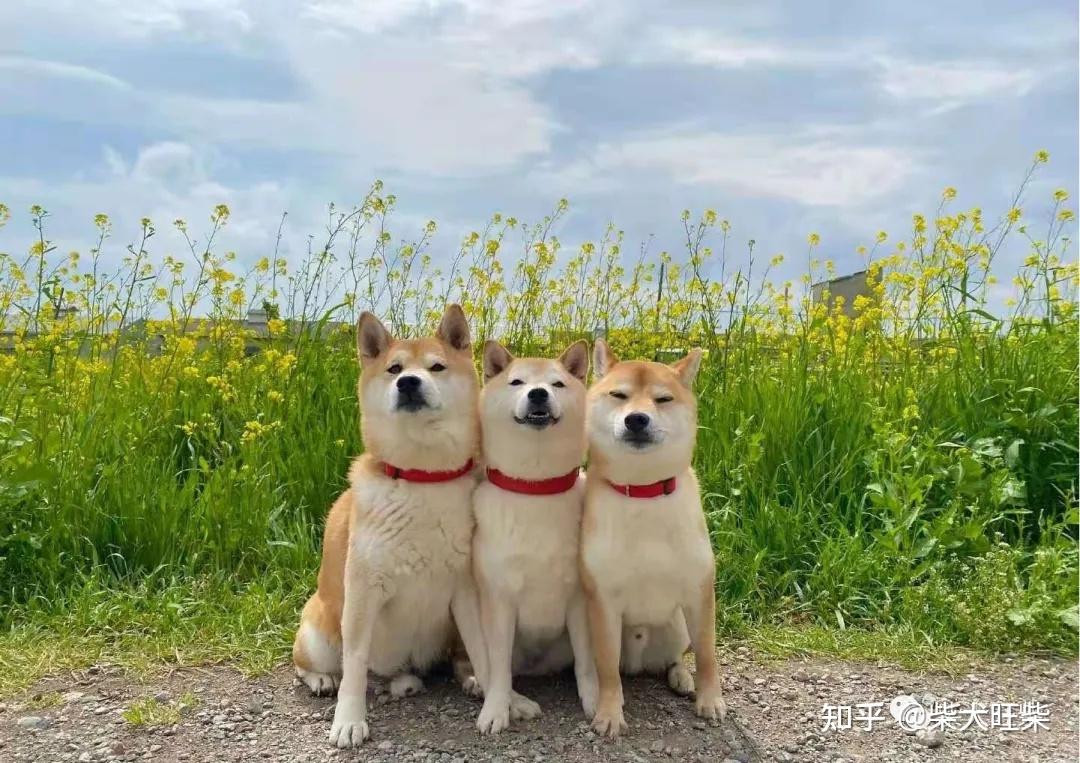 柴犬非常规情况的咬人护食怎么办