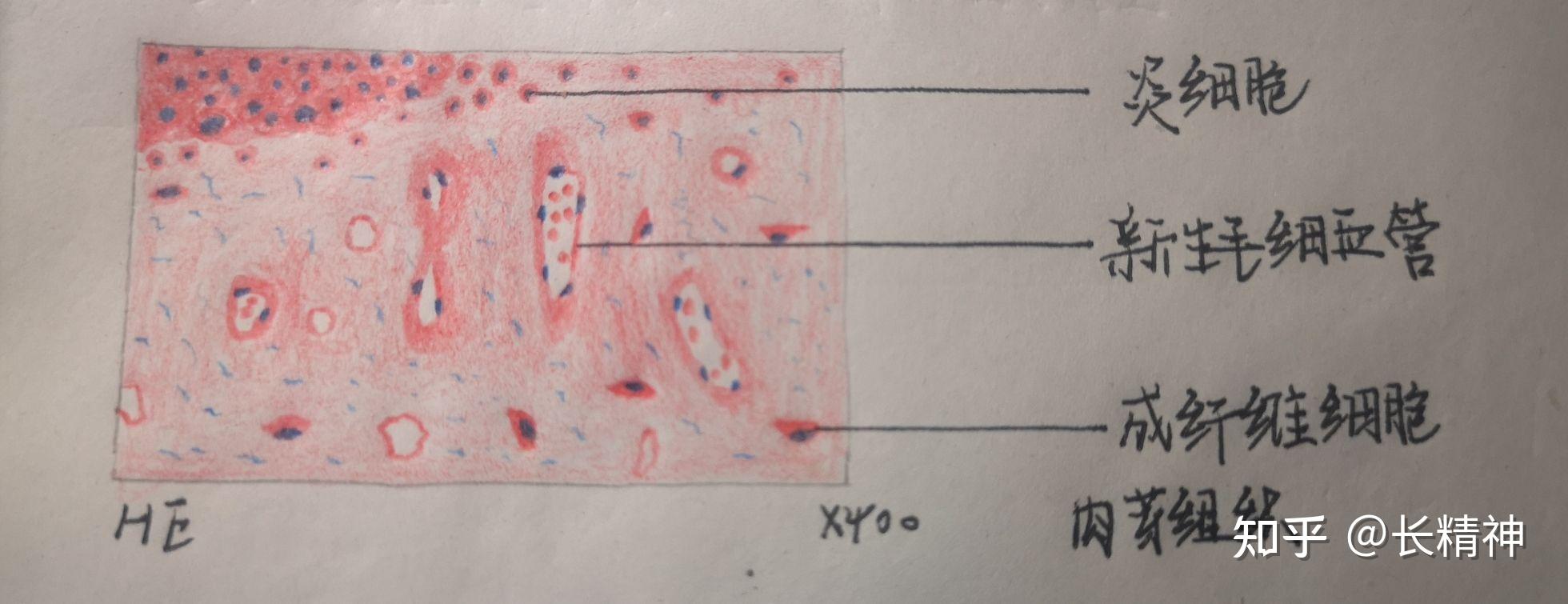 病理学实验红蓝铅笔绘图及描述