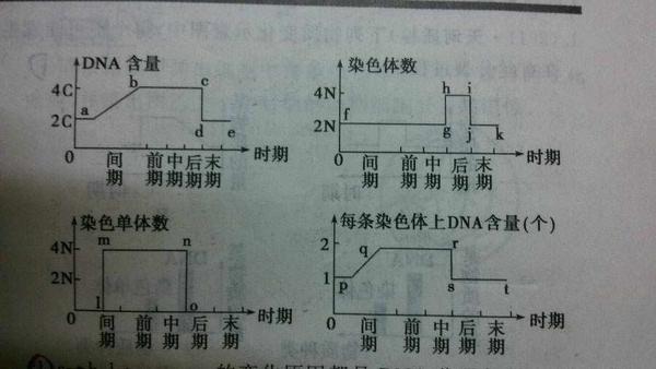 中期: dna数:4c 染色体数:2n 染色单体:4n 染色体组:2 4.