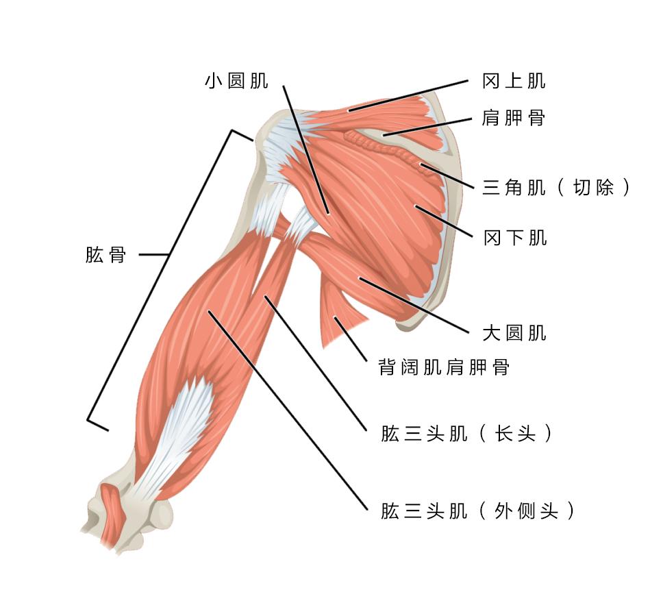 三角肌 (1)起点:锁骨外侧1/3,肩峰和肩胛冈 (2)止点:肱骨三角肌粗隆