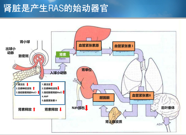 122肾素之现话说肾素血管紧张素系统