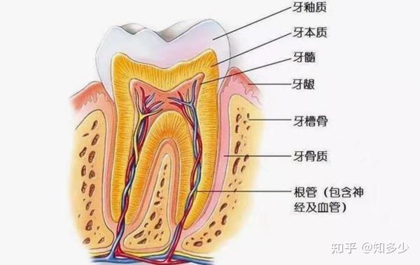 牙结石对口腔来说是一种异物,它会不断刺激牙周组织,并且会压迫牙龈