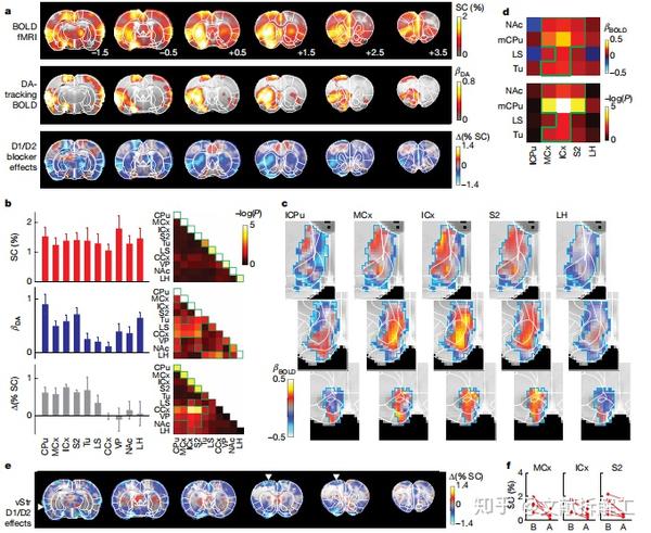nature论文拆解纹状体多巴胺释放影响大鼠大脑对奖赏性刺激的局部和