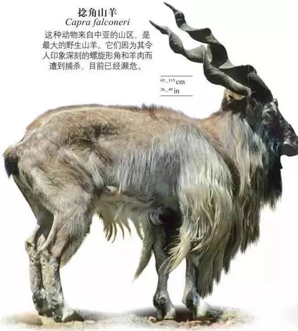 山中有一种野兽,形状像普通的羊却长着马的尾巴,名称是羬羊,羬羊的