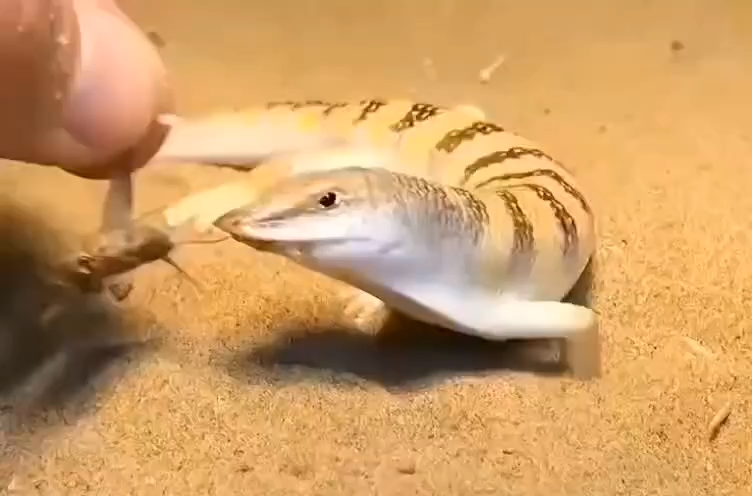 砂鱼蜥 - 知乎