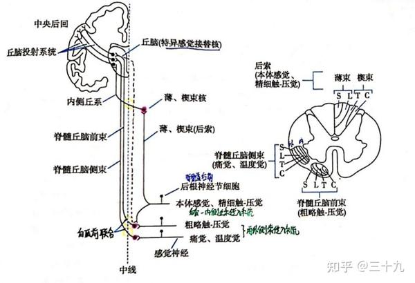 神经系统的感觉分析功能