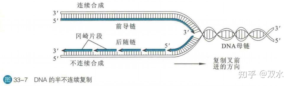 为什么转录不需要rna连接酶