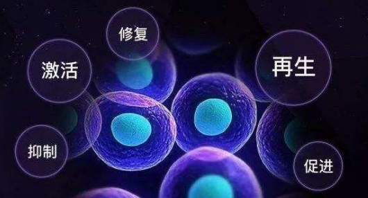 小分子肽有哪些生物活性作用?